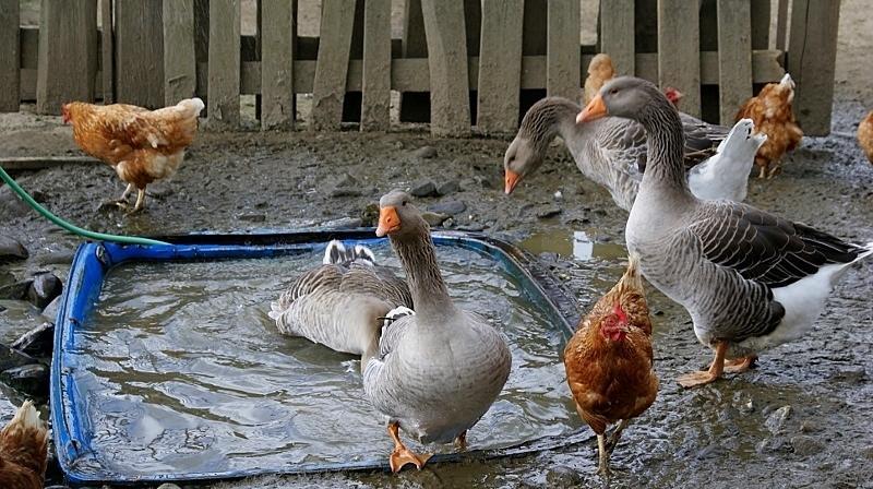 Penzion Zlatny Potok Mutné Buitenkant foto